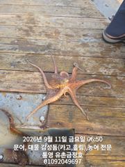 [통영] 통영 금정호 오전문어 마릿수 좋습니다!! 내일과 모레 자리있습니…
