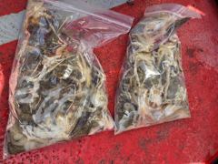 [시간낚시]9월11일인천배낚시덕적호쭈갑조황사진2부 사진