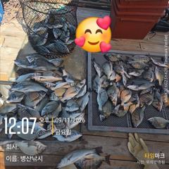 (보령)원산도해신호 9월11일 쭈꾸미 조황