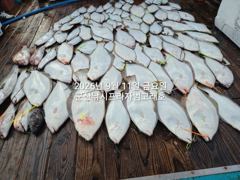 11일, 출조하면 초대대박 "대광어"열전~참돔,우럭등~싸이즈 대박 ~내일도 출조~군산낚시프라자 범고래호 사진