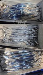 [진해] "준내만갈치"씨알급찾아~멀리 달립니다~!!(내일예약가능) 사진