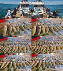 [고흥,녹동] 붉바리들..이정도는 잡아봐야지요 대박 붉바리조황입니다 9월12일 사진