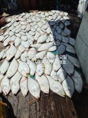 9월12일 군산 범고래호 광어 날이면 날마다 잘나와줍니다! 기세가 좋네요~ 군산낚시프라자 사진