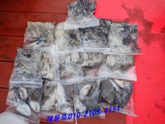 26년9월12일 조황 사진