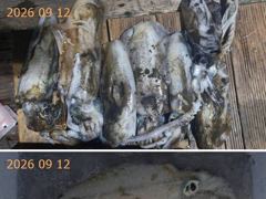 17분전 [포항] 포항돌문어 9.12토 대박조황으로 구경하기요