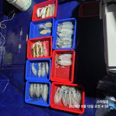 [거제] (무늬오징어)욕지권 팁런 씨알 GOOD~오늘은 내만으로~스마일호 사진