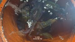 [통영] (무늬오징어)무시 속출 사이즈 어마무시 70여수로~뉴그린호(오늘… 사진