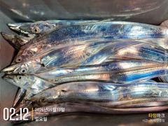 실시간 조황 - {통영호반호} 실시간 조항올려봐요 ~ 사진