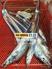 여수 청양피싱 9월 13일 입항조황입니다. 사진