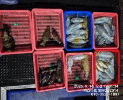 [경주] 13/ 오전 삼치 상황 사진