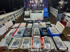 [진해] 14일 입항, 내만갈치 정신없이 바쁘게 잡았습니다. 오늘 예약…