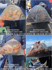 (로드피싱)제수문어,마릿수 오르고~살도 오르고!(제수문어 내일출조예약중!)