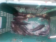 삼길포 만석좌대 9월 14일 입어식 조황 입니다
