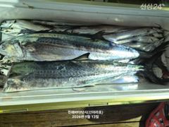 진해 신아라호 갈치텐빈 내만갈치 사진