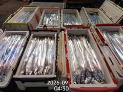 [진해] 16석.먼바다왕갈치(외줄) 오늘 3자리~예약가능/월욜 쿨러조황