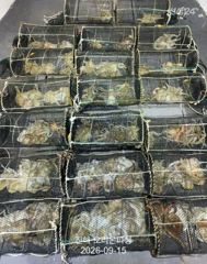 [진해] 야간문어!내일도 핫 포인트로 직항합니다~내일예약가능.