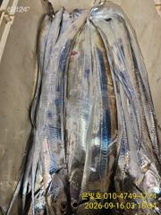 먼바다 갈치 텐빈 쭉쭉당기는 입질! 버티는손맛! 사진