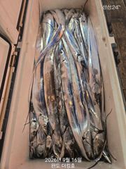 완도더킹호 9월16일 갈치외줄 호조황 으로 철수했습니다^^ 다음주 자리여유 사진