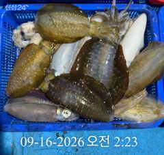 [ 무늬 팁런 ] 욕지부속섬 100여수 사진