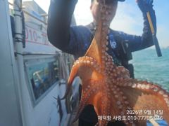 "여밭돌문어" 대물은 없지만 개인17수14수12수10수등 마릿수조황~ 사진