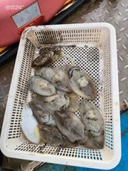 9월17일 문어 사진