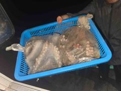 [포항] 돌문어 9/16 실시간 쿵쾅쾅 사진