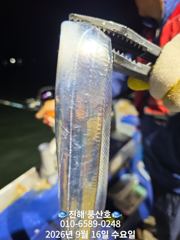 (풍산)내만갈치 폭풍 입질! 느나느나 피딩 !(예약가능합니다) 사진
