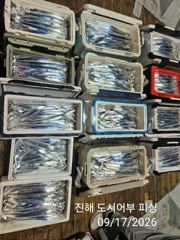 키로급외 사이즈굿! 돌문어사냥 고고고! 사진