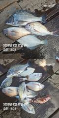 6시간전 [거제] 거제 ( 어구 일성호 ) 감성돔 참돔 ! 전마선 조황 사진