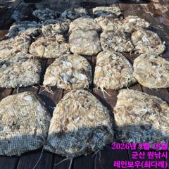 <발키리호> 쭈꾸미 오후 마무리 조황(18일)-즐낚하고 입항했습니다 사진