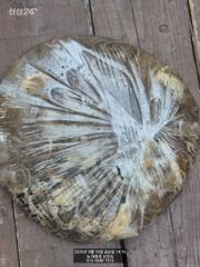 9.18일 쭈꾸미 철수조항 사진