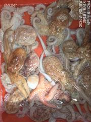 ~~*18일돌문어 개인두자리 전원 마리수~(월욜부터예약가능)*~~ 사진