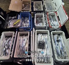 [진해] (풍산)내만갈치 폭풍 입질! 1타1피 입질폭발!(오늘,예약가능합… 사진