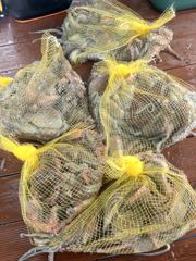 [사천] 삼천포 물새호 문어조황