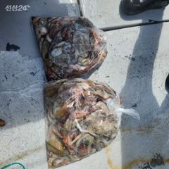 아리아호 9월19일 문어조황 사진