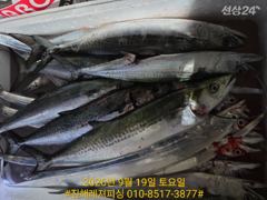 내만칼치ㅡ 던지면 1타1피 쭉쭉 올라오고 손맛굿(토.일.예약가능 사진
