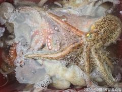 돌문어주,야간바글바글개인두자리마리수굿~굿 사진