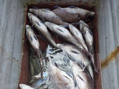 [통영] (풍화리)새풍화레저 뺀찌 & 살감시 대박 조황 외