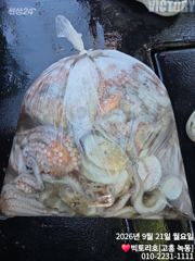 20일 오후반 문어 조황 소식 입니다 사진
