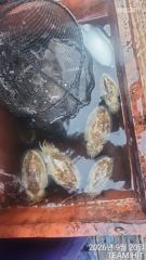 - 쭈꾸미 HIT - 20일 계속되는 쭈꾸미 대박조황 사진