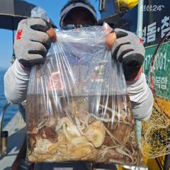 ※※※※쭈꾸미(일)소식※※※※ 사진
