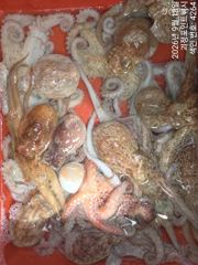 ~~*굵직한돌문어 마리수 좋습니다~(예약가능)*~~ 사진