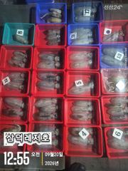 [팁런] 악조건에도.마리수(오늘.소수인원.출조확정)