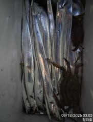 [진해] 내만갈치 >> 갈치출조합니다@@ 오늘 4자리@@