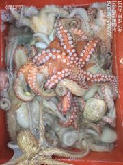 ~~*돌문어 꾸준한마리수 많이많이 올라옵니다~(예약가능)*~~ 사진