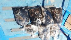 주꾸미(삼천포) 80여수 손맛~갑오징어는 손님~로마피싱(24일 예약) 사진