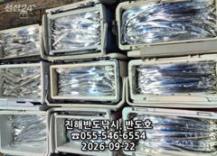 [진해] 22일,내만갈치,호조황연속,엄청나게 나옵니다.매일출항(목,토,일…