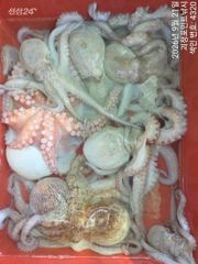 ~~*굵직한돌문어 꾸준한마리수 잘나옵니다~(예약가능)*~~ 사진