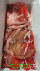 9월22일 팀보스선단 야간문어 조황