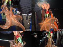 22일 피딩오듯 쓸어담아 잡고온 굵직항 제수용 야간~돌문어 잡으러 출조 갑니다@ 목,금,토요일~몇 자리 예약가능